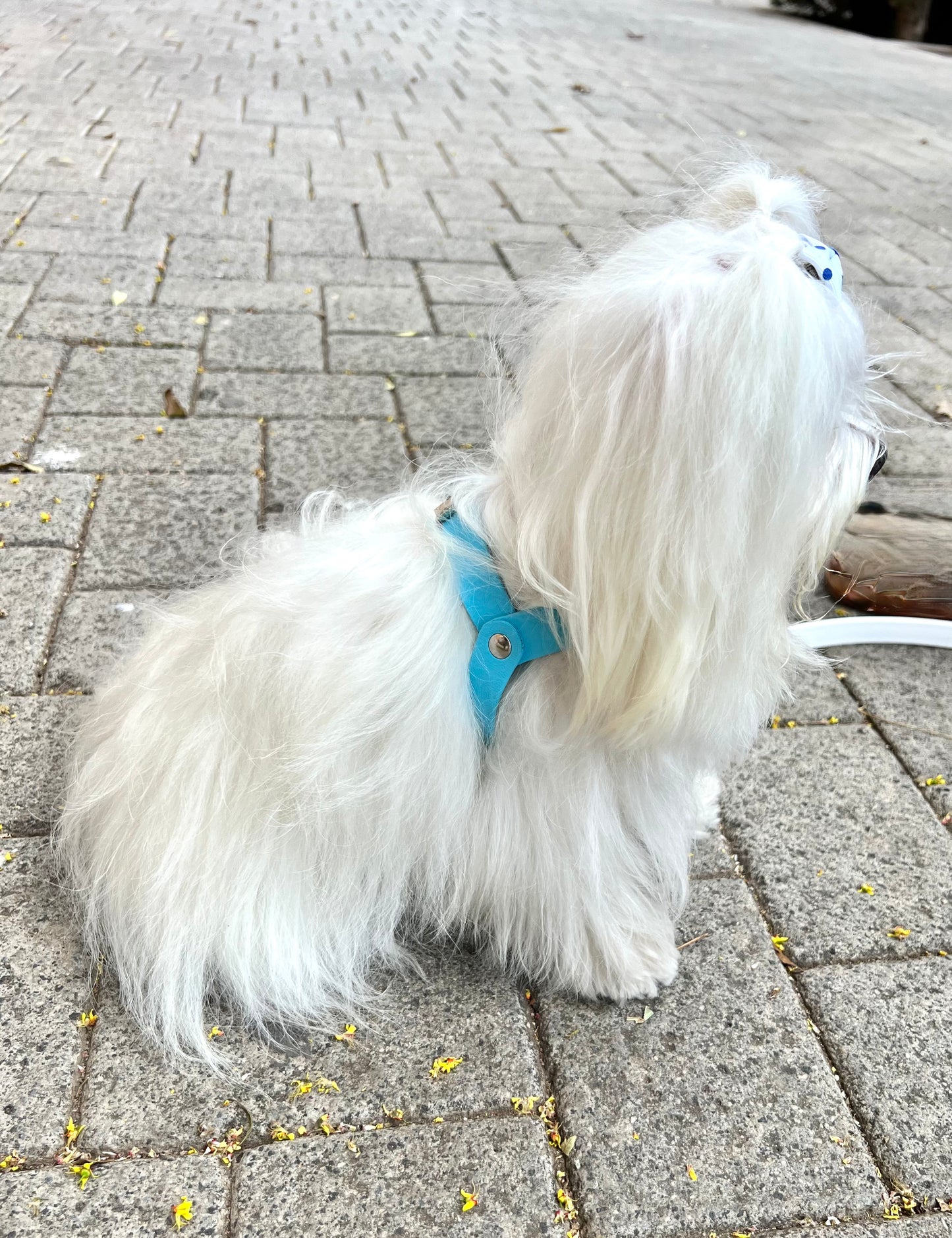 Arnés TEDDY BEAR Biothane