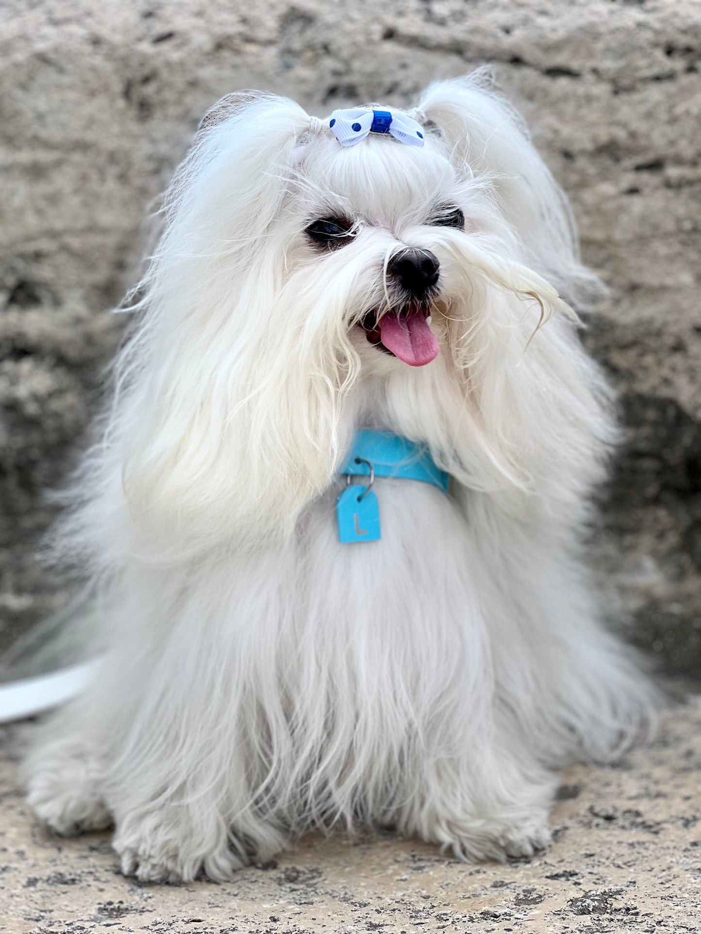 Arnés TEDDY BEAR Biothane